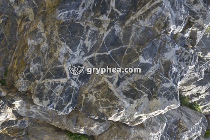 Marbre - gryphea.org